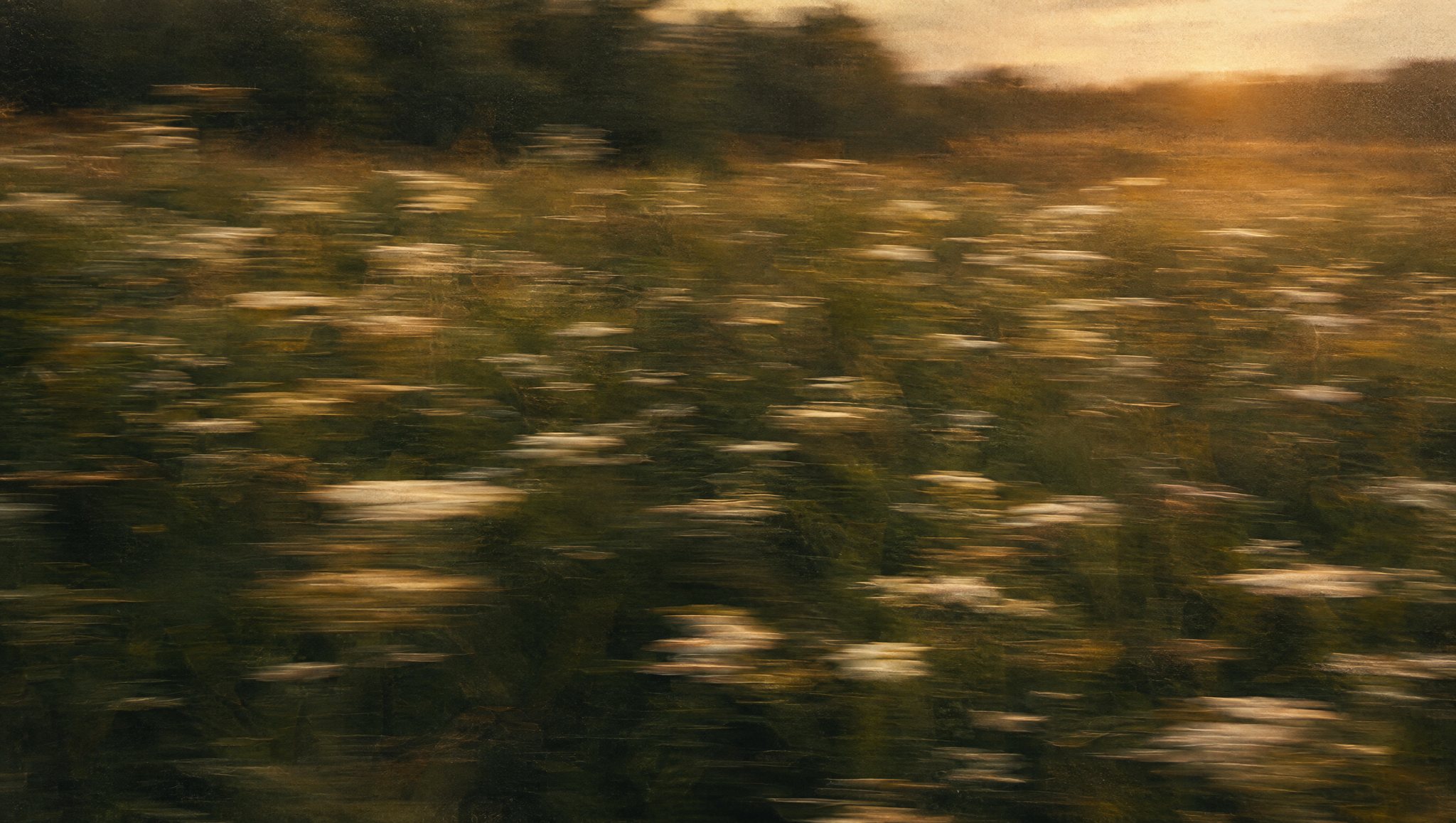 A meadow of white wildflowers blurred into soft streaks of light by a slow shutter at golden hour